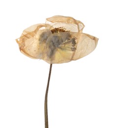 Photo of Beautiful dry poppy flower on white background
