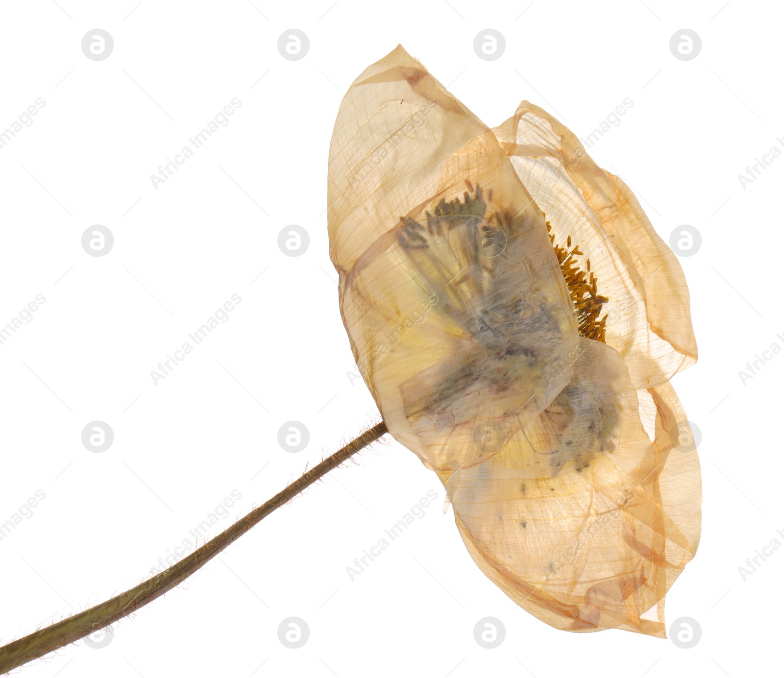 Photo of Beautiful dry poppy flower on white background