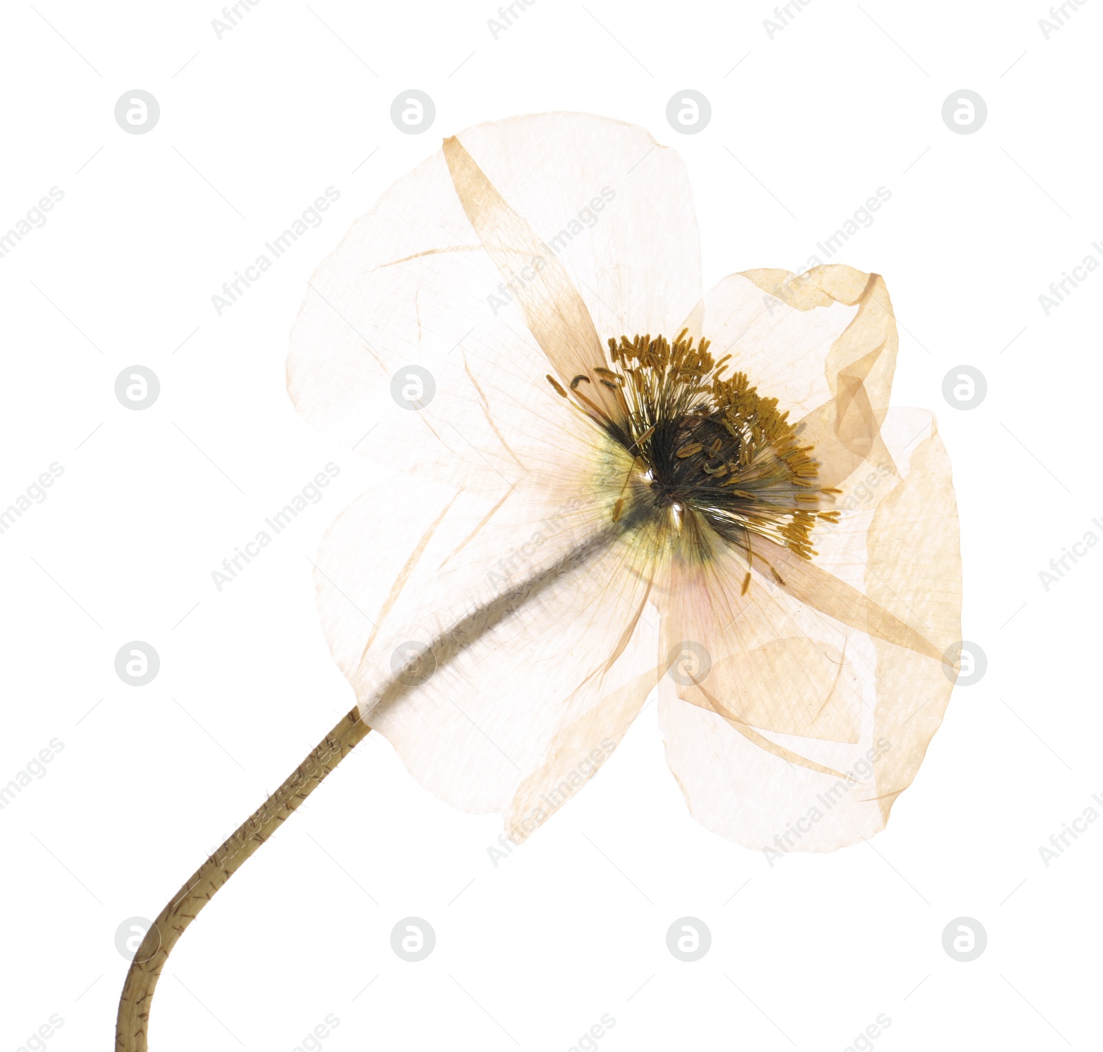 Photo of Beautiful dry poppy flower on white background