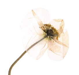Photo of Beautiful dry poppy flower on white background