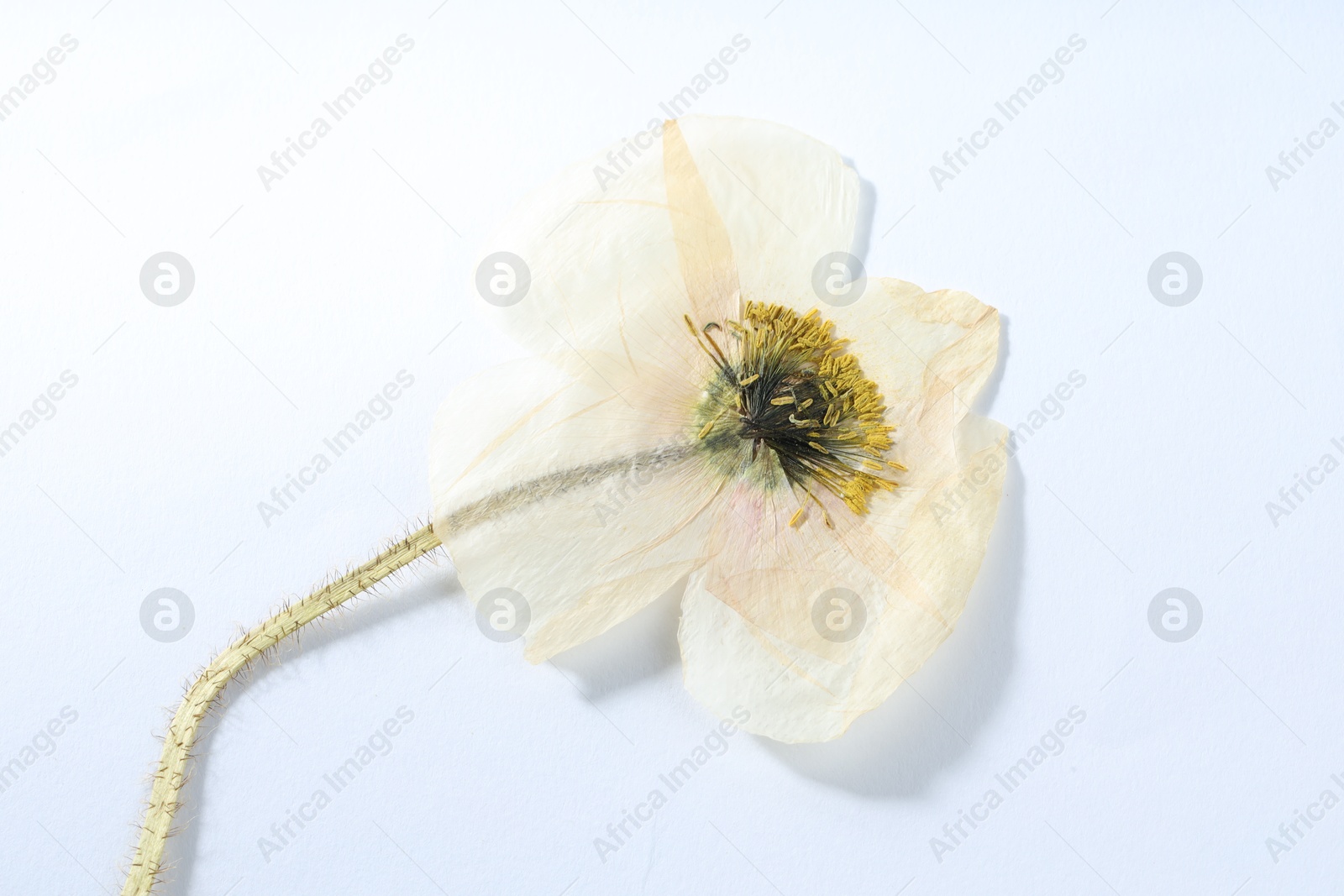 Beautiful dry poppy flower on white background, top view Photo of Beautiful dry poppy flower on white background, top view
