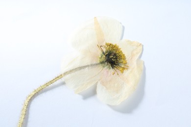 Photo of Beautiful dry poppy flower on white background, top view