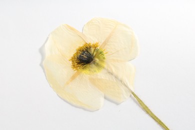 Photo of Beautiful dry poppy flower on white background, top view
