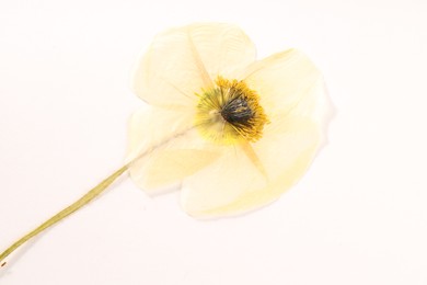 Photo of Beautiful dry poppy flower on white background, top view
