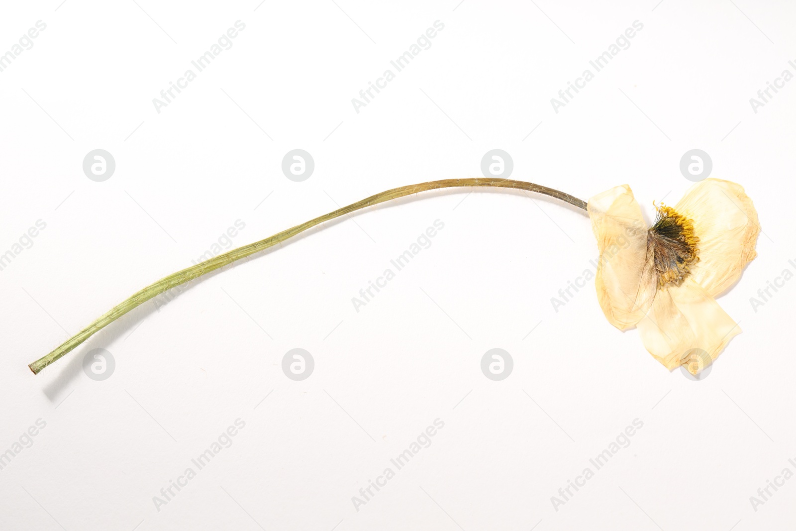 Beautiful dry poppy flower on white background, top view Photo of Beautiful dry poppy flower on white background, top view