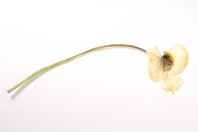 Photo of Beautiful dry poppy flower on white background, top view