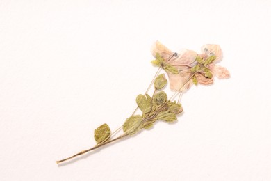 Photo of Beautiful dry veronica flowers on white background, above view