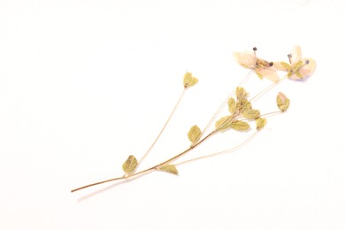 Photo of Beautiful dry veronica flowers on white background, above view