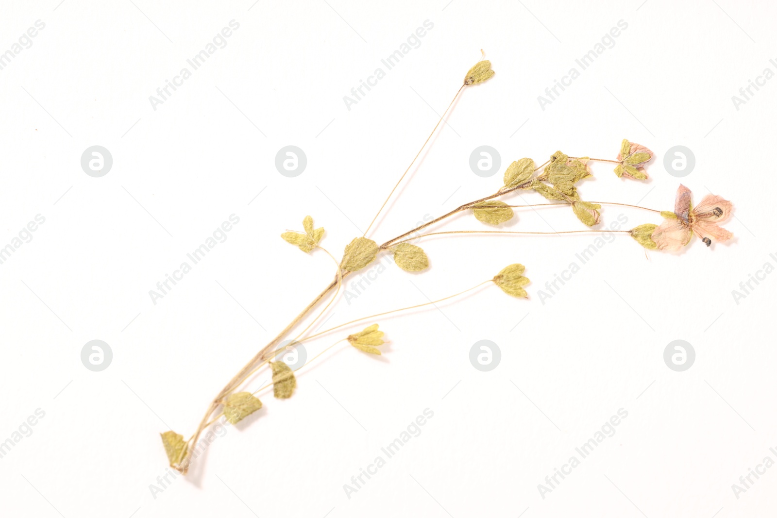 Beautiful dry veronica flower on white background, top view Photo of Beautiful dry veronica flower on white background, top view