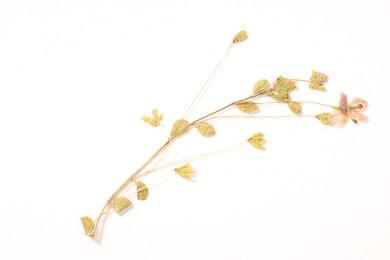 Photo of Beautiful dry veronica flower on white background, top view