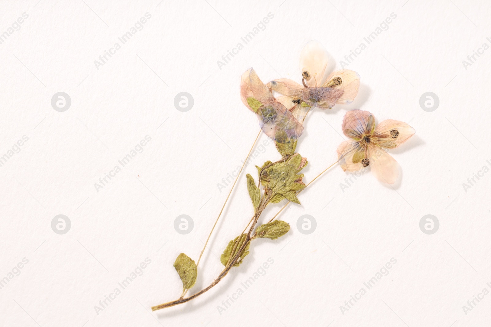 Photo of Beautiful dry veronica flowers on white background, top view