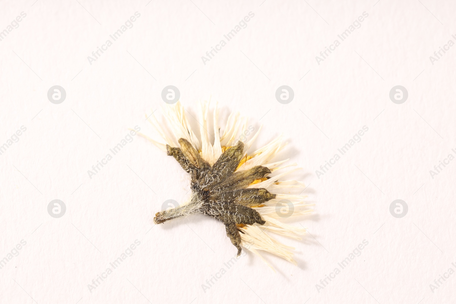 Beautiful dry daisy flower on white background, top view Photo of Beautiful dry daisy flower on white background, top view