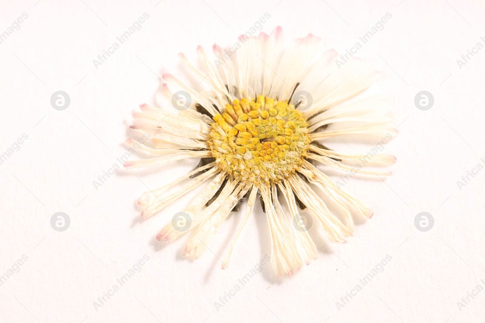 Photo of Beautiful dry daisy flower on white background