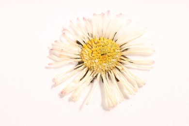 Photo of Beautiful dry daisy flower on white background