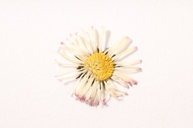 Photo of Beautiful dry daisy flower on white background, top view