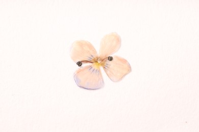 Photo of Beautiful dry veronica flower on white background, top view