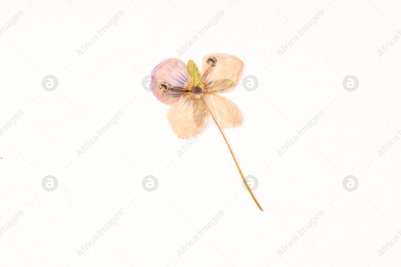 Beautiful dry veronica flower on white background, top view Photo of Beautiful dry veronica flower on white background, top view
