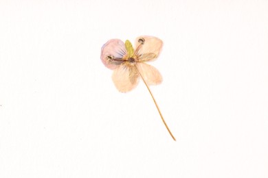 Photo of Beautiful dry veronica flower on white background, top view