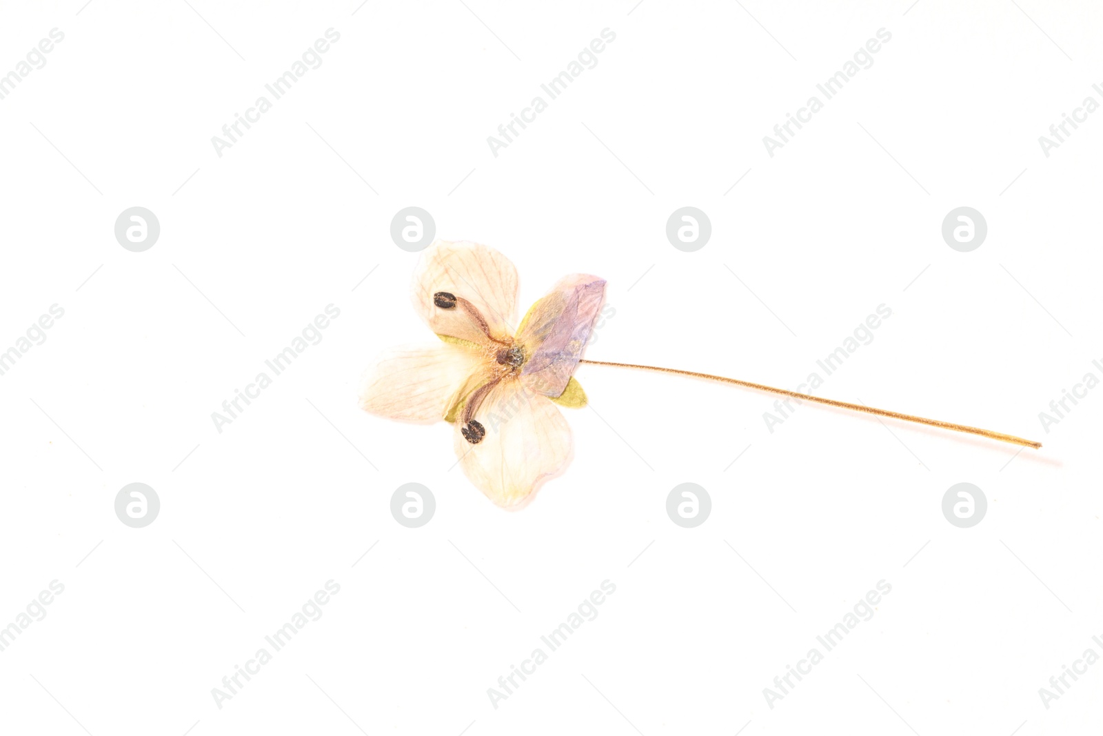 Photo of Beautiful dry veronica flower on white background, top view