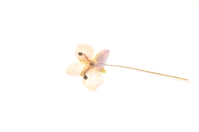 Photo of Beautiful dry veronica flower on white background, top view