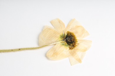 Photo of Beautiful dry poppy flower on white background