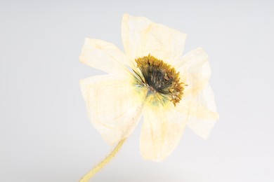Photo of Beautiful dry poppy flower on white background