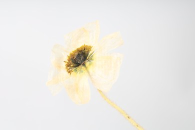 Photo of Beautiful dry poppy flower on white background