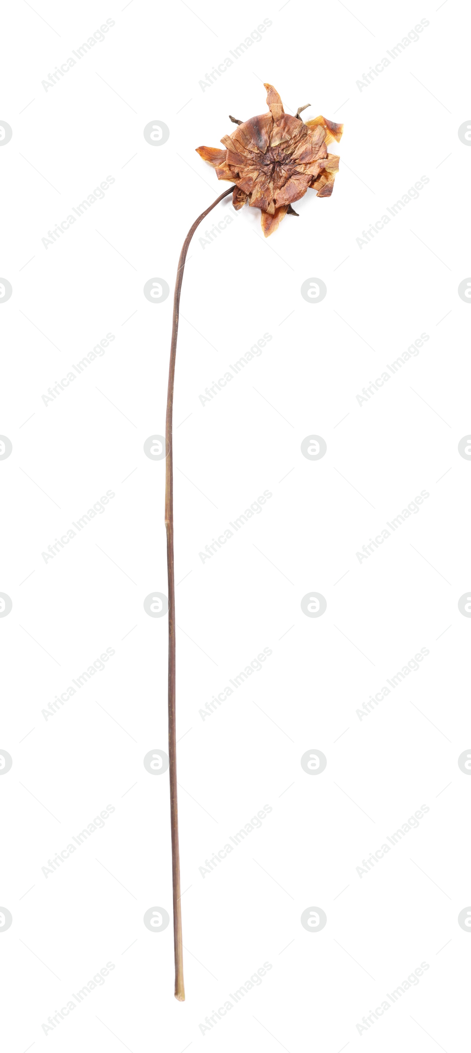 Photo of Beautiful dry dahlia flower isolated on white, top view