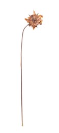 Photo of Beautiful dry dahlia flower isolated on white, top view