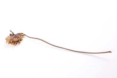 Photo of Beautiful dry dahlia flower isolated on white