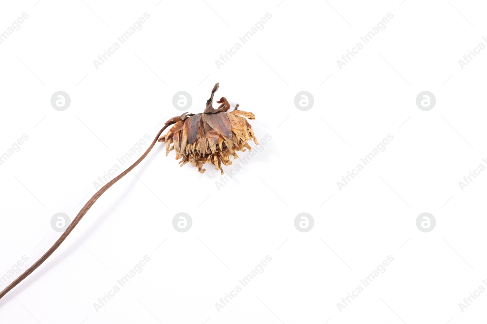 Beautiful dry dahlia flower on white background, top view. Space for text Photo of Beautiful dry dahlia flower on white background, top view. Space for text