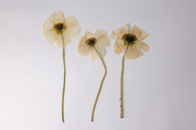 Photo of Beautiful dry poppy flowers on white background, top view