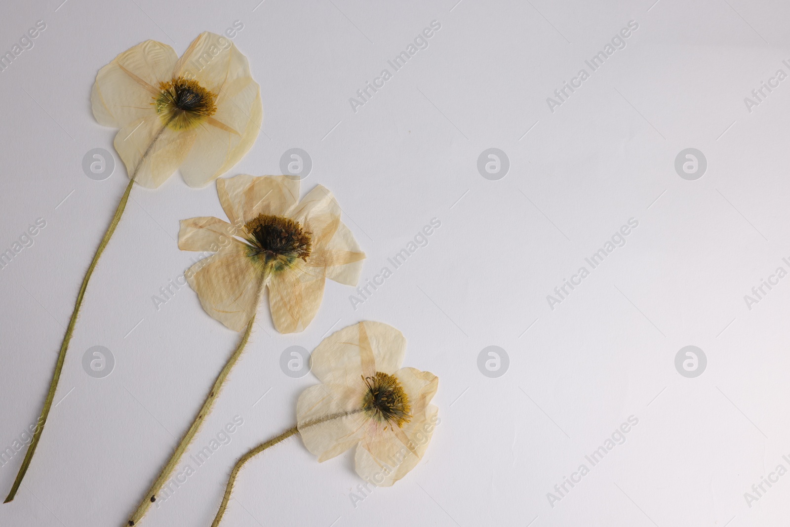 Beautiful dry poppy flowers on white background, top view. Space for text Photo of Beautiful dry poppy flowers on white background, top view. Space for text