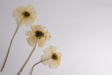 Photo of Beautiful dry poppy flowers on white background, top view. Space for text
