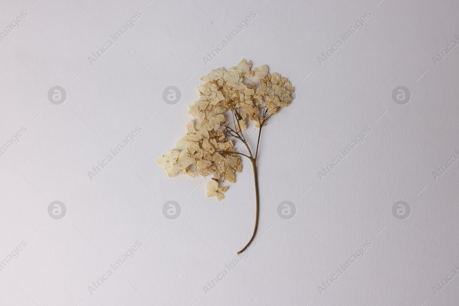 Beautiful dry hydrangea flowers on white background, top view Photo of Beautiful dry hydrangea flowers on white background, top view