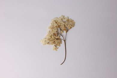 Photo of Beautiful dry hydrangea flowers on white background, top view