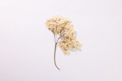 Photo of Beautiful dry hydrangea flowers on white background, top view