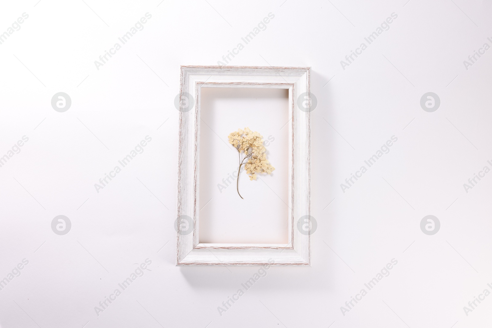 Beautiful dry hydrangea flowers in picture frame on white background, top view Photo of Beautiful dry hydrangea flowers in picture frame on white background, top view