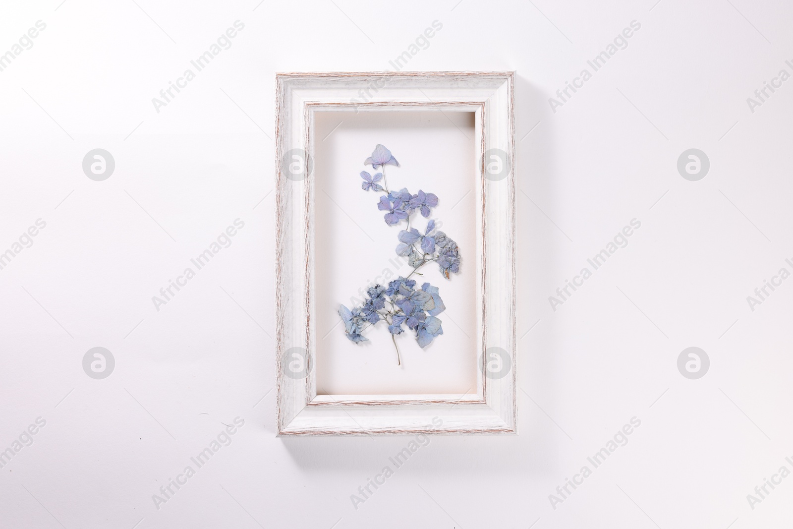 Beautiful dry hydrangea flowers in picture frame on white background, top view Photo of Beautiful dry hydrangea flowers in picture frame on white background, top view