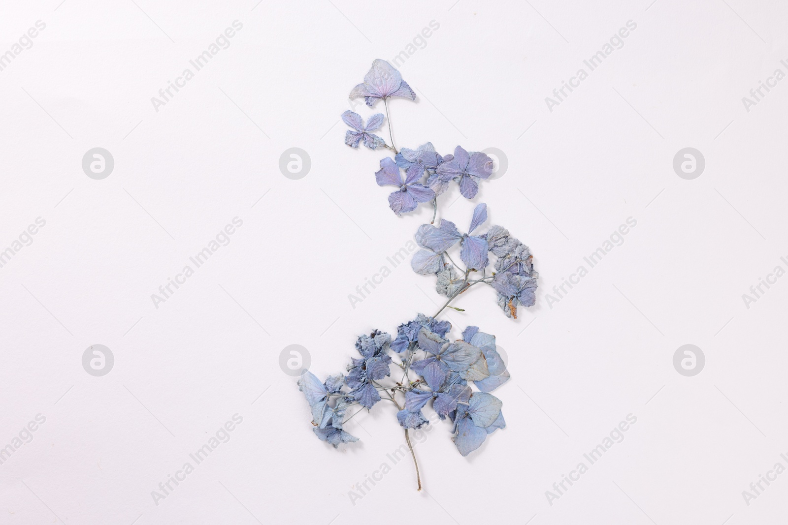 Beautiful dry hydrangea flowers on white background, top view Photo of Beautiful dry hydrangea flowers on white background, top view