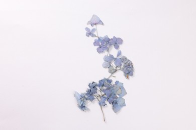 Photo of Beautiful dry hydrangea flowers on white background, top view