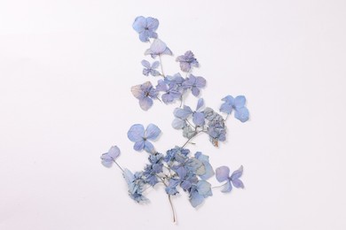 Photo of Beautiful dry hydrangea flowers on white background, top view