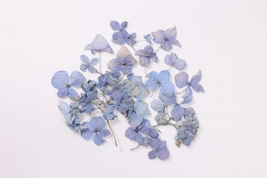 Photo of Beautiful dry hydrangea flowers on white background, top view