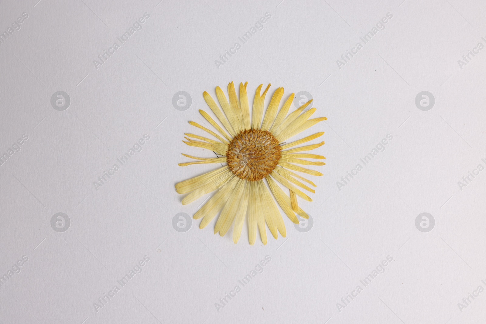 Beautiful dry daisy flower on white background, top view Photo of Beautiful dry daisy flower on white background, top view