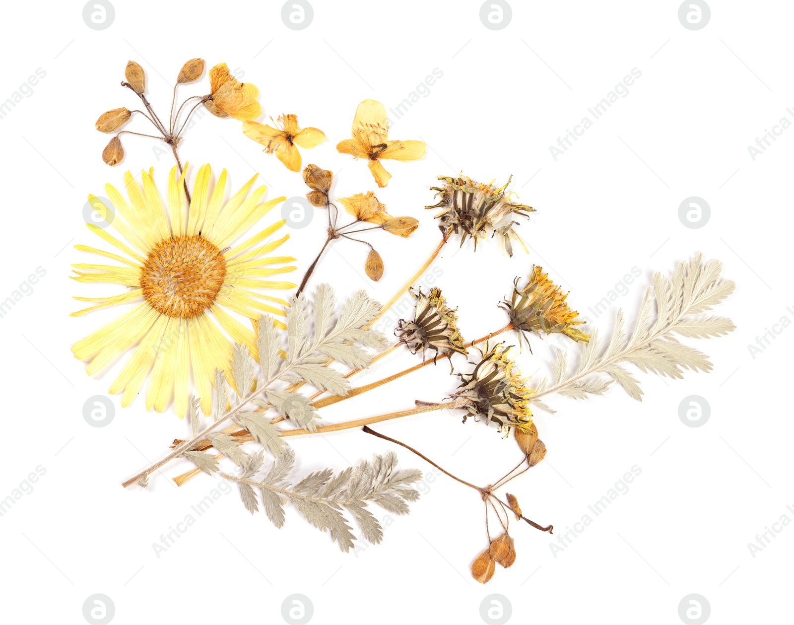Photo of Beautiful dry flowers and green leaves isolated on white, top view