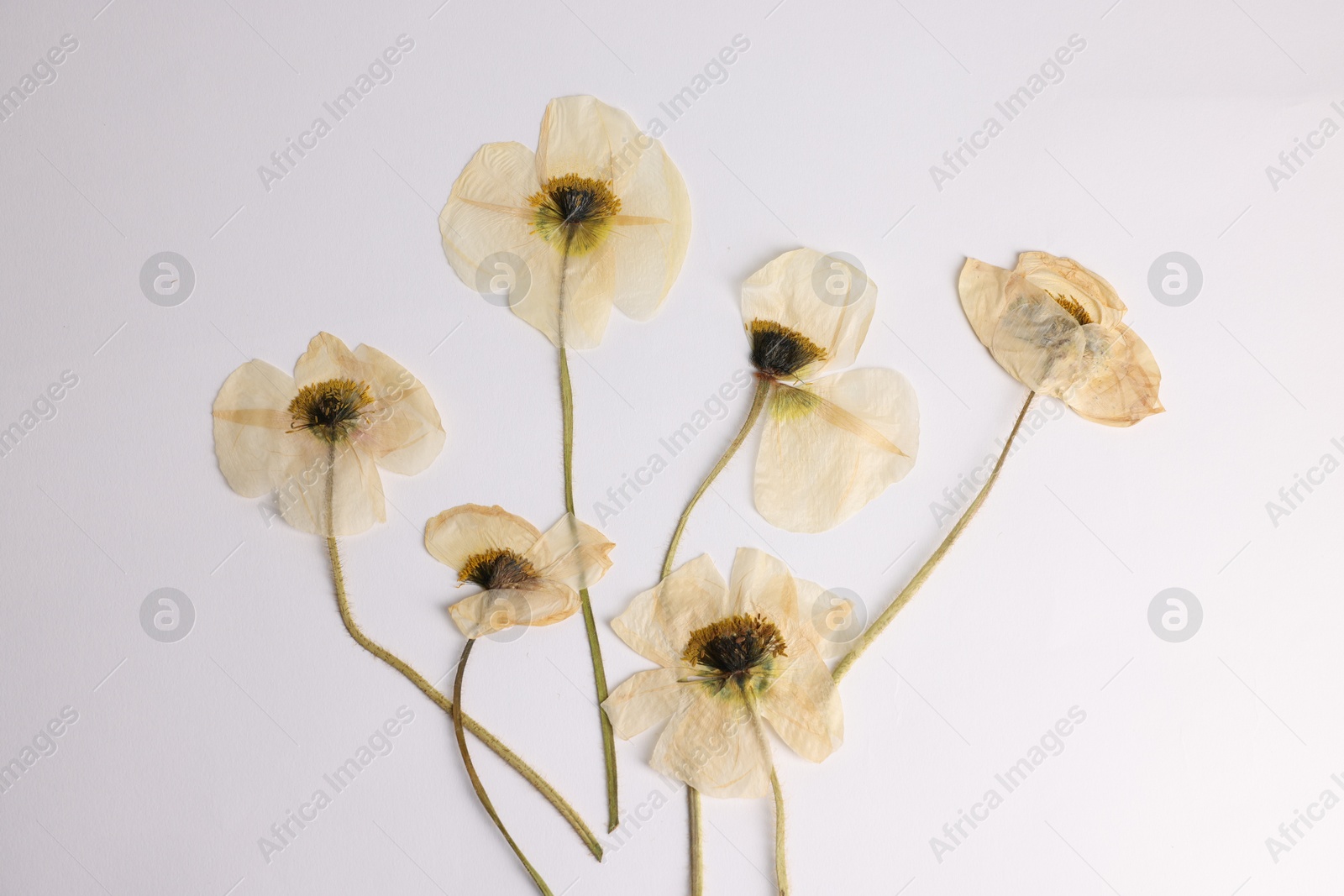 Beautiful dry poppy flowers on white background, top view Photo of Beautiful dry poppy flowers on white background, top view