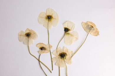 Photo of Beautiful dry poppy flowers on white background, top view