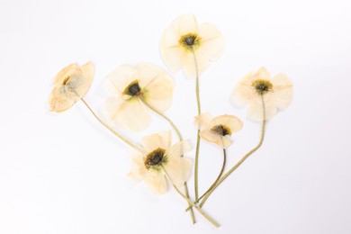 Photo of Beautiful dry poppy flowers on white background, top view
