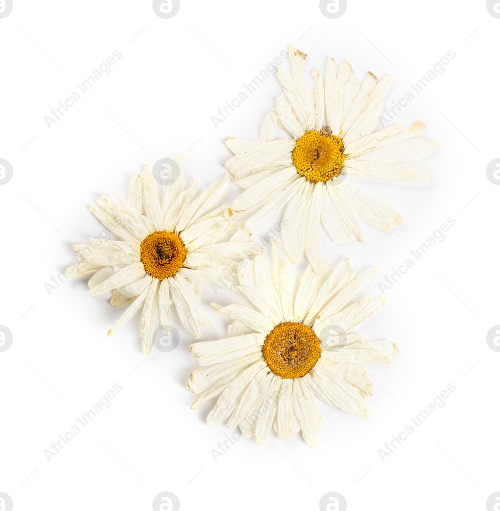 Photo of Beautiful dry chamomile flowers isolated on white, top view