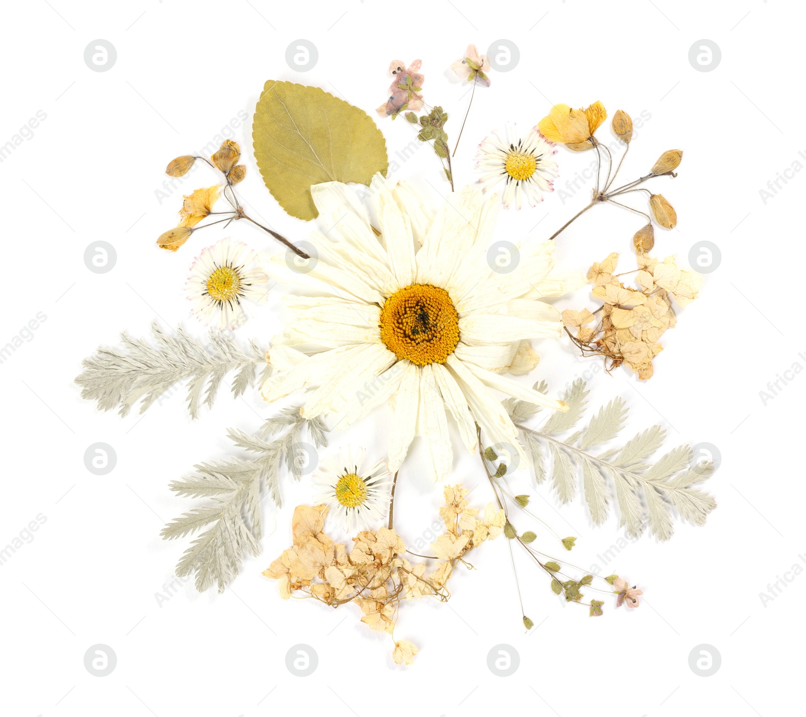 Beautiful dry flowers and green leaves isolated on white, top view Photo of Beautiful dry flowers and green leaves isolated on white, top view